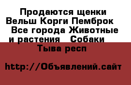 Продаются щенки Вельш Корги Пемброк  - Все города Животные и растения » Собаки   . Тыва респ.